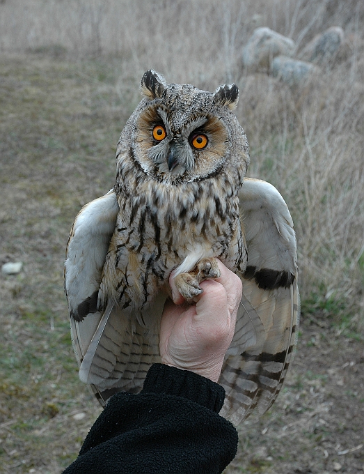 Long-eared Owl, Sundre 20060426